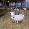 SANEN DAIRY GOATS thumb 2