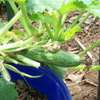 Professional Gardeners for Hire in Thika Town | Call Now thumb 7