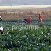 Farm Workers & Dairy Staff for Hire in Kiambu.Fast & Trusted thumb 2