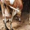 Ashley dairy cow thumb 3