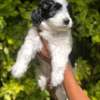 Havanese thumb 3
