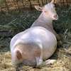 SANEN DAIRY GOATS thumb 3