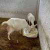 Dairy goats available thumb 1