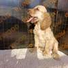 English Cocker spaniel puppy thumb 4