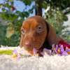 Miniature Dachshunds thumb 0