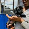 Miniature dachshund thumb 1