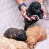 Toy poodle 🐩 thumb 5