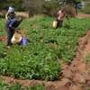 Professional Domestic Help Services in MURANGA thumb 13