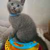 Beautiful pure breed Russian blue kittens thumb 3