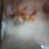 Poultry farming thumb 1