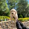 Golden retriever pups💕 thumb 0