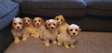 Cavachon Puppies for sale.