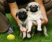 Lovely pug puppies