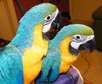 Baby Blue and Gold Macaw for Sale