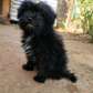 HAVANESE PUPPY LOOKING FOR A NEW HOME