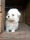 Adorable maltese puppies ready for a new home??