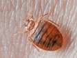 Bed Bug Pest Control In Westlands/Kitisuru/Parklands