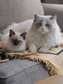 Ragdoll Cats and Kittens for sale 4Homes