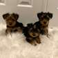 Yorkie puppies available now.
