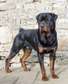 G kennels