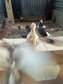 Homing pigeons