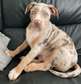 Registered pitbull available for sale