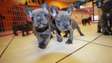 French Bulldog puppies available now!