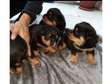Top quality Male and Female Rottweiler
