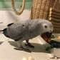 Amazing African Grey Parrots