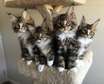Maine Coon kittens for adoption.