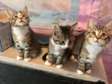 Maine Coon kittens Available