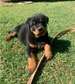 Male Rottweiler puppies for sale
