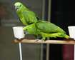 Amazon Parrot With Cage