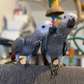 Beautiful African Grey parrots