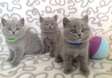 British shorthair kittens