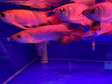 Super Red Arowana fish and others for sale.