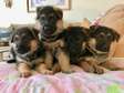 German Shepherd Puppies for adoption.