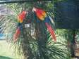 Scarlet Macaw Parrots - Exotic Birds for sale