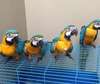 Blue and Gold Macaw parrots available now
