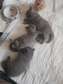 British Shorthair kittens and cats for sale