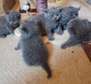 Blue British shorthair kittens