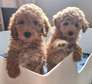12 weeks old Poodle puppies ready for adoption.