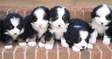 Male and female Bernese Mountain Dog puppies