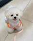 Lovely Bischon