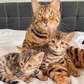 Bengal kittens ready for loving homes.