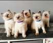 Ragdoll kittens for rehoming