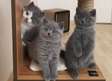 British shorthair kittens ready now.