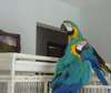 blue and gold macaw for adoption they are available
