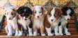 Australia Shepherd puppies available now.