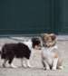 Shetland Sheepdog puppies for sale